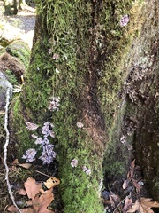 Chondrostereum purpureum