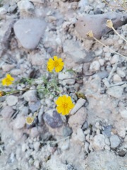 Thymophylla tenuifolia