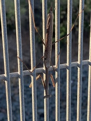 Archimantis latistyla