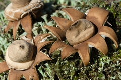 Geastrum