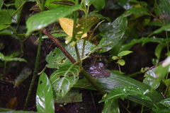 Gesneriaceae