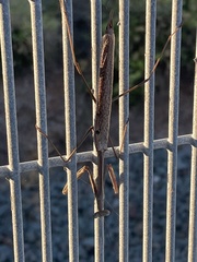 Archimantis latistyla