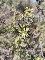 Sarcomphalus obtusifolius