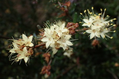 Phebalium squamulosum