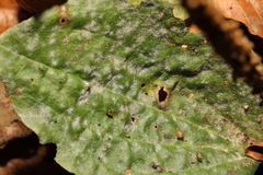 Golovinomyces sordidus