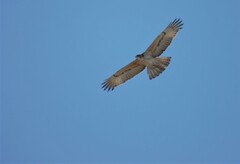 Aquila spilogaster