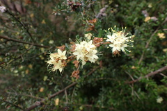 Phebalium squamulosum