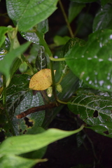 Gesneriaceae