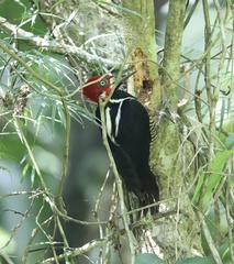 Campephilus melanoleucos
