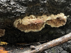 Merulius tremellosus