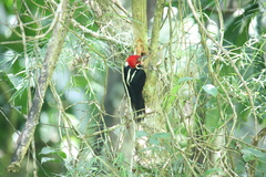 Campephilus melanoleucos