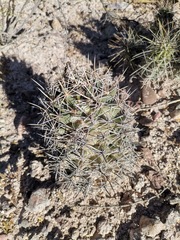 Coryphantha robustispina scheeri