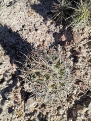 Coryphantha robustispina scheeri