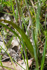 Thelymitra bracteata