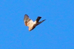 Accipiter nisus