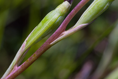 Thelymitra bracteata