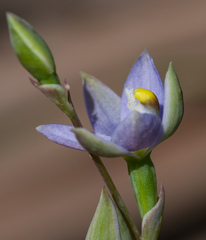 Thelymitra bracteata