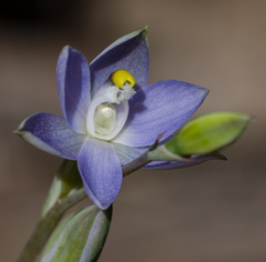 Thelymitra bracteata