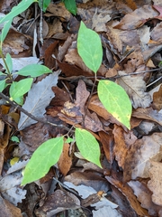 Calycanthus floridus