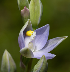 Thelymitra bracteata