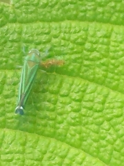 Cicadellini