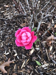 Rosa spithamea