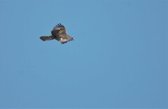 Aquila spilogaster