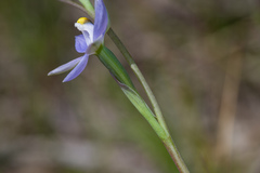 Thelymitra bracteata