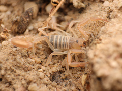 Paravaejovis confusus