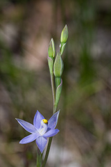 Thelymitra bracteata
