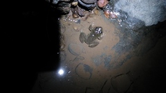 Limnonectes kuhlii
