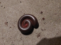 Narceus americanus