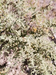 Buddleja scordioides