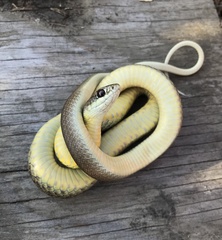 Coluber constrictor mormon