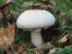 Agaricus arvensis