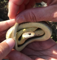Coluber constrictor mormon