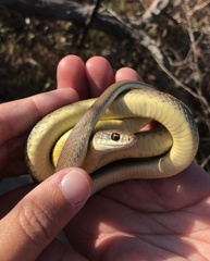 Coluber constrictor mormon