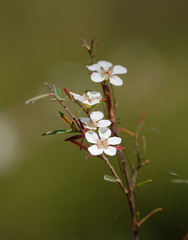Leptospermum trinervium