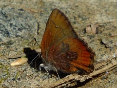 Callophrys augustinus