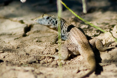 Aspidoscelis tigris tigris