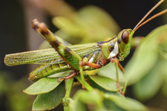 Bootettix argentatus