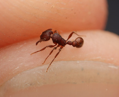 Tetramorium hispidum