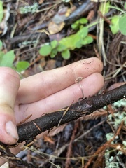 Paragymnopus sequoiae