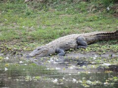 Crocodylus palustris