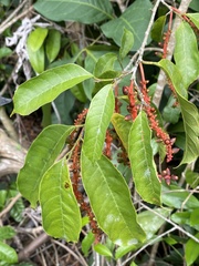 Sorocea hilarii