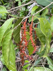 Sorocea hilarii
