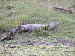 Crocodylus palustris