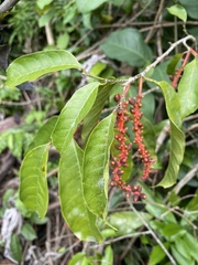 Sorocea hilarii
