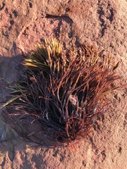 Furcellaria lumbricalis