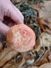 Cortinarius bolaris